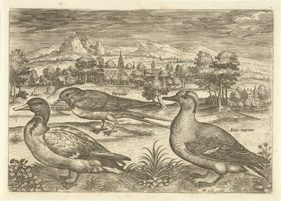 بعض الطيور في المناظر الطبيعية الطيور (عنوان السلسلة) Avium vivae (عنوان المسلسل) بواسطة ثيودور جالي