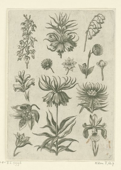 التاج الإمبراطوري والأوركيد وزنبق الوادي Florilegium (عنوان المسلسل) بواسطة ثيودور جالي