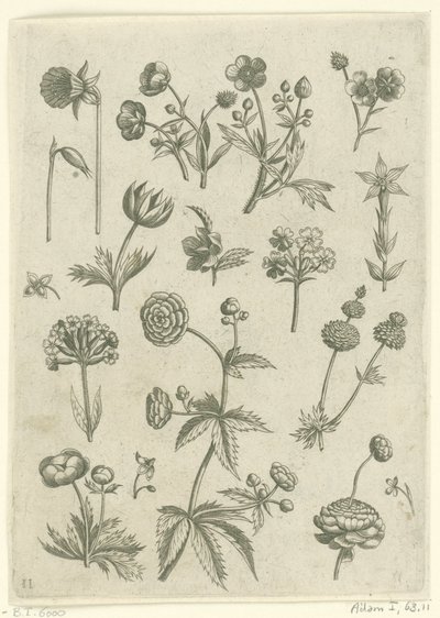 Ranonkels ، primula en boterbloemen Florilegium (عنوان المسلسل) بواسطة ثيودور جالي