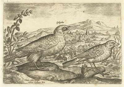 عصفورين في منظر طبيعي Avium Vivae (عنوان المسلسل) الطيور (عنوان السلسلة) بواسطة ثيودور جالي