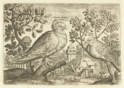 عصفورين في منظر طبيعي Avium Vivae (عنوان المسلسل) الطيور (عنوان السلسلة) بواسطة ثيودور جالي