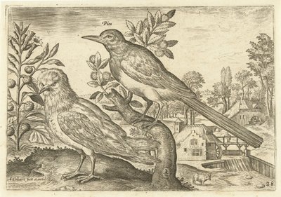 عصفورين في منظر طبيعي الطيور (عنوان السلسلة) Avium Vivae (عنوان المسلسل) بواسطة أدريان كوليرت