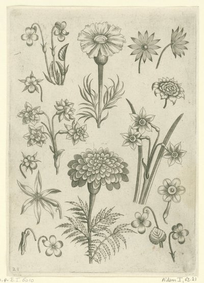 زهور مختلفة ، زهور الزنبق والنرجس Florilegium (عنوان المسلسل) بواسطة ثيودور جالي