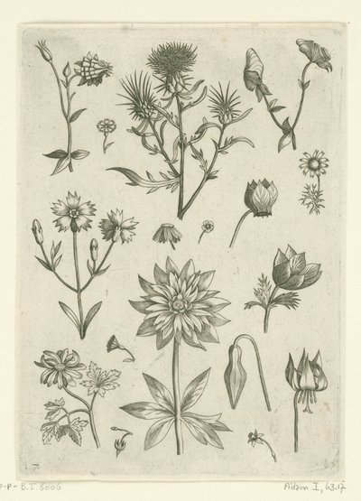 زهور مختلفة ، بما في ذلك كولومبين و بخور مريم Florilegium (عنوان المسلسل) بواسطة ثيودور جالي