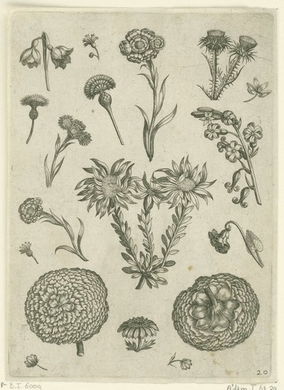 زهور مختلفة ، بما في ذلك الأقحوان والشوك Florilegium (عنوان السلسلة) بواسطة ثيودور جالي