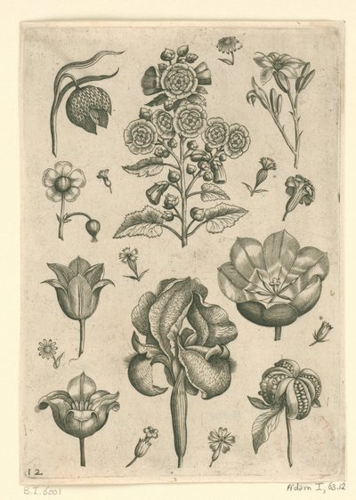 زهور مختلفة بما في ذلك القزحية و Pansy Florilegium (عنوان السلسلة) بواسطة ثيودور جالي