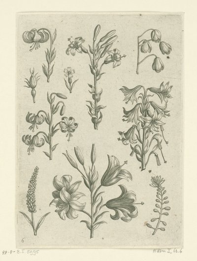 أربع زنابق كبيرة وبعض الزهور الصغيرة Florilegium (عنوان المسلسل) بواسطة ثيودور جالي