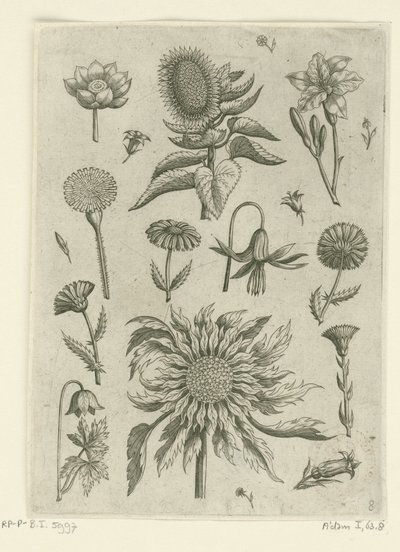 عباد الشمس والزهور الأخرى. Florilegium (عنوان المسلسل) بواسطة أدريان كوليرت