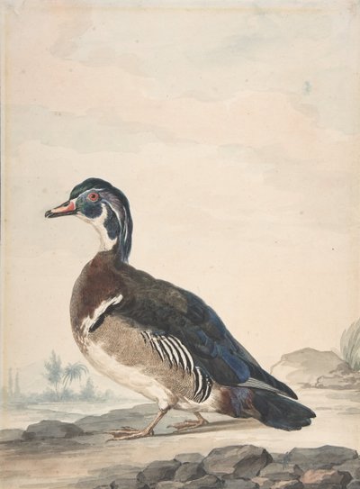 بطة ، 1725-1792. بواسطة عيرت شومان