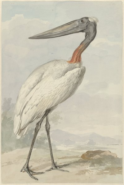 Jabiroe (Jabiroe mycteria) بواسطة عيرت شومان