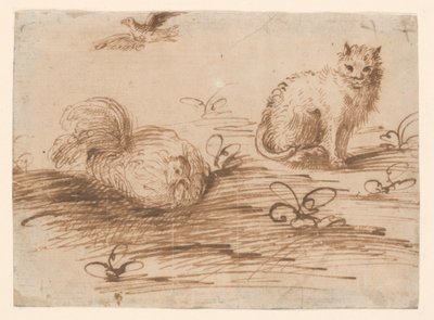قطة ودجاجة وضع بواسطة Agostino Carracci