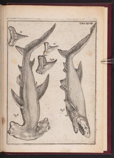 "Cow Fish" ، "Crutch Fish" ، "Crutch Fish