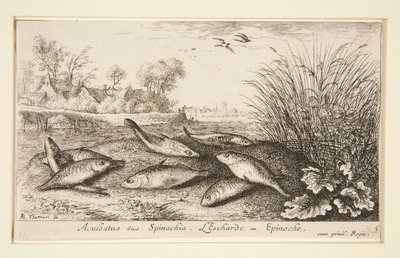 Aculeatus أو سبانخيا. إل بواسطة ألبرت فلمش