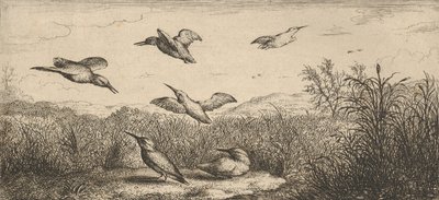 Alcedo ، Martin-pescheur The Kingfisher: Livre d'Oyseaux Book of Birds ، 1655-1660. ، بواسطة ألبرت فلمش