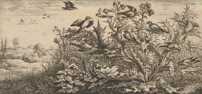 Carduëlis، Chardonnet The Goldfinch: Livre d'Oyseaux Book of Birds، 1655-1660.، بواسطة ألبرت فلمش