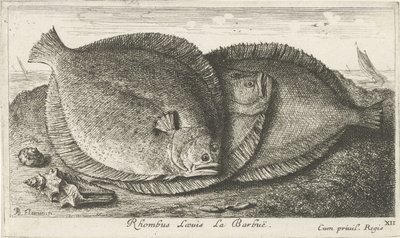 ثلاث فراخ على الشاطئ Rhombus Laeuis La Barbuë (العنوان على الكائن) الأسماك والمخلوقات البحرية الأخرى - السلسلة الثالثة للمياه المالحة (عنوان السلسلة) Poissons de Mer (عنوان السلسلة) بواسطة ألبرت فلمش