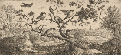 Ficedula، Piuoyne The Bullfinch: Livre d'Oyseaux Book of Birds، 1655-1660.، بواسطة ألبرت فلمش