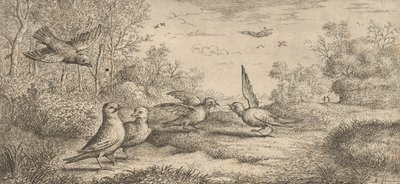 Garrulus ، Gey The Jay: Livre d'Oyseaux Book of Birds ، 1655-1660. بواسطة ألبرت فلمش