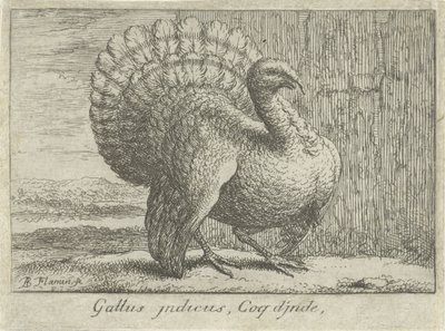 التقى Landschap kalkoen Gallus indicus ، Coq d