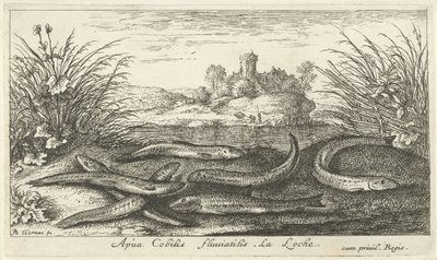 Loaches على ضفة النهر Apua Cobitis fluutilis. لا لوك. (العنوان على الكائن) الأسماك والمخلوقات البحرية الأخرى - السلسلة الثانية للمياه العذبة (عنوان السلسلة) الجزء الثاني de Poissons d