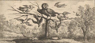 مونيدولا ، Chouëtte The Owl: Livre d'Oyseaux Book of Birds ، 1655-1660. بواسطة ألبرت فلمش