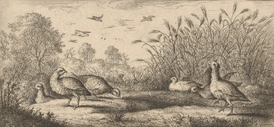 Perdix rubra ، Perdix rouge The Red-Legged Partridge: Livre d'Oyseaux Book of Birds ... ، 1655-1660. بواسطة ألبرت فلمش