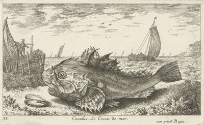 بون على الشاطئ كوكولوس. Le Coccu de Mer (العنوان على الكائن) الأسماك والمخلوقات البحرية الأخرى - السلسلة الأولى للمياه المالحة (عنوان السلسلة) Diverses Especes de Poissons de Mer (عنوان السلسلة) بواسطة ألبرت فلمش