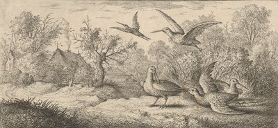 Rusticula ، Beccasse The Woodcock: Livre d'Oyseaux Book of Birds ، 1655-1660. بواسطة ألبرت فلمش