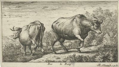 الثيران Bos le Boeuf (العنوان على الكائن) أنواع الحيوانات المختلفة (عنوان السلسلة) بواسطة ألبرت فلمش