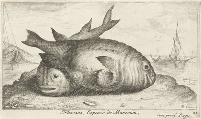اثنين من خنازير البحر على الشاطئ Phocana ، Espèce de Marsoüin (العنوان على الكائن) الأسماك والمخلوقات البحرية الأخرى - السلسلة الثالثة للمياه المالحة (عنوان السلسلة) Poissons de Mer (عنوان السلسلة) بواسطة ألبرت فلمش
