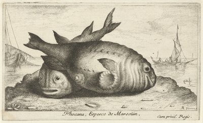 خنازير البحر على الشاطئ Phocana ، Espesce de Marsoüin ، (العنوان على الكائن) الأسماك والمخلوقات البحرية الأخرى - السلسلة الثالثة من المياه المالحة (عنوان السلسلة) Poissons de Mer (عنوان السلسلة) بواسطة ألبرت فلمش