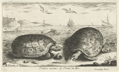 اثنين من السلاحف على الشاطئ مرسى testudo لا تورتو دي مير (العنوان على الكائن) الأسماك والمخلوقات البحرية الأخرى - السلسلة الثانية من المياه المالحة (عنوان السلسلة) Poissons de Mer (عنوان السلسلة) بواسطة ألبرت فلمش