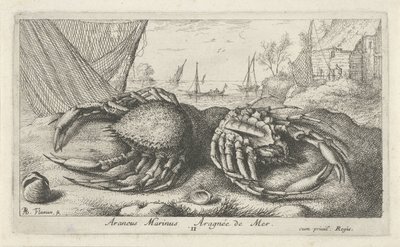 اثنين من سرطان البحر العنكبوت بالقرب من شبكة صيد Araneus Marinus Aragnée de Mer (العنوان على الكائن) الأسماك والمخلوقات البحرية الأخرى - السلسلة الثانية من المياه المالحة (عنوان السلسلة) Poissons de Mer (عنوان السلسلة) بواسطة ألبرت فلمش