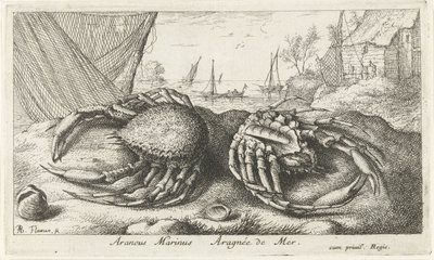 اثنين من سرطان البحر العنكبوت بالقرب من شبكة صيد Araneus Marinus Aragnée de Mer (العنوان على الكائن) الأسماك والمخلوقات البحرية الأخرى - السلسلة الثانية من المياه المالحة (عنوان السلسلة) Poissons de Mer (عنوان السلسلة) بواسطة ألبرت فلمش