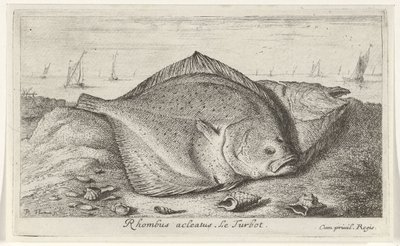 اثنين من الطربوت على الشاطئ المعين acleatus. لو توربوت. (العنوان على الكائن) الأسماك والمخلوقات البحرية الأخرى - السلسلة الثالثة للمياه المالحة (عنوان السلسلة) Poissons de Mer (عنوان السلسلة) بواسطة ألبرت فلمش