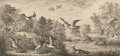 فانيلوس ، Vanneau The Lapwing: Livre d'Oyseaux Book of Birds ، 1655-1660. بواسطة ألبرت فلمش