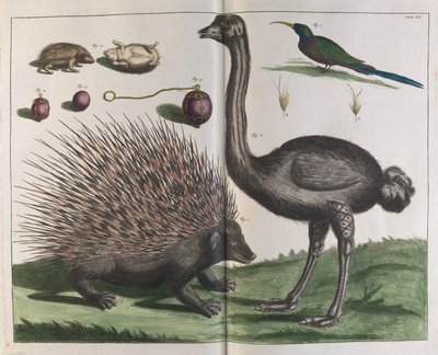 Malacca Hedgehog ، Erinaceus malaccensis ، و النعامة Struthio carmelis بواسطة ألبرتوس سيبا