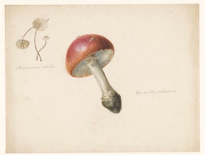 ورقة دراسة مع الفطر ، Amanita Rubescens و Marasmius Rotula بواسطة ألبرت ستينبيرجين