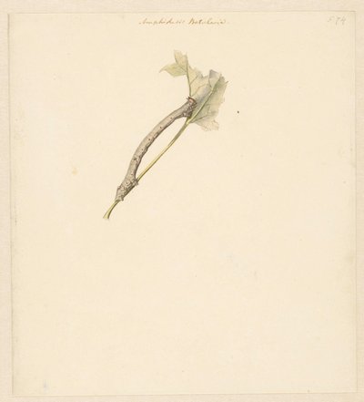 التقى Studieblad rups ، Amphidasis Betularia بواسطة ألبرت ستينبيرجين