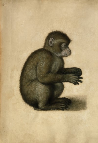 قرد - ألوان مائية ، عزا A.Dürer بواسطة ألبريشت دورر