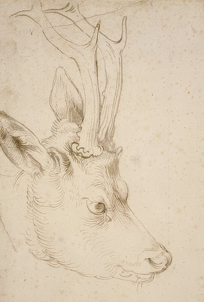رأس Roebuck. حوالي 1503 بواسطة ألبريشت دورر