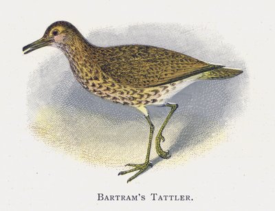Batrams Tattler بواسطة ألكسندر فرانسيس ليدون