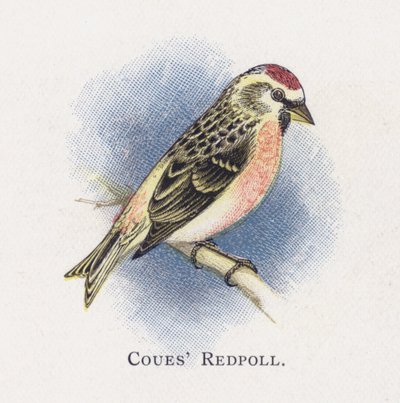 Couped Redpoll بواسطة ألكسندر فرانسيس ليدون