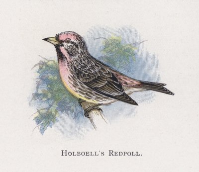 Holboells Redpoll بواسطة ألكسندر فرانسيس ليدون