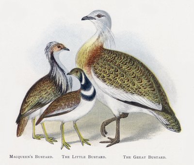 Macqueens Bustard ، The Little Bustard ، The Great Bustard بواسطة ألكسندر فرانسيس ليدون