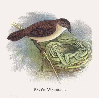 Savis Warbler بواسطة ألكسندر فرانسيس ليدون