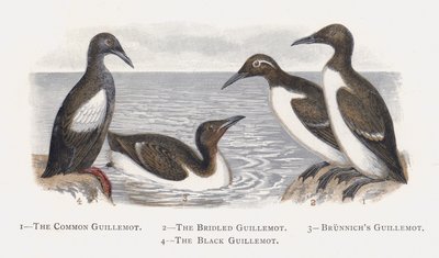 The Guillemot Common، The Bridled Guillemot، Brunnichs Guillemot، The Black Guillemot بواسطة ألكسندر فرانسيس ليدون