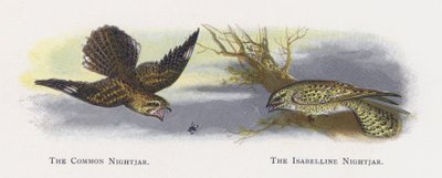 Nightjar المشترك ، The Isabelline Nightjar بواسطة ألكسندر فرانسيس ليدون