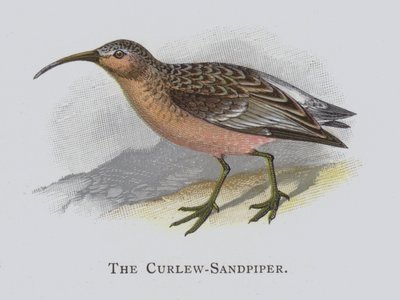 The Curlew-Sandpiper بواسطة ألكسندر فرانسيس ليدون