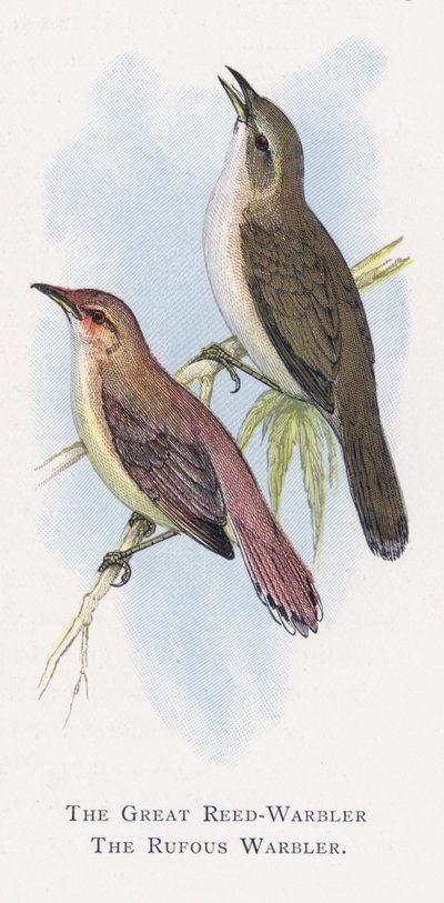 The Great Reed-Warbler ، The Rufous Warbler بواسطة ألكسندر فرانسيس ليدون
